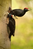 Datel cerny - Dryocopus martius - Black Woodpecker 2085